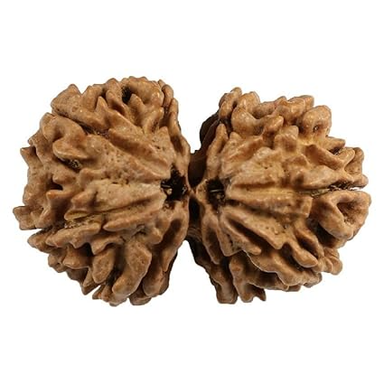 ShivaRatna Gauri Shankar Rudraksha - Certified - Nepal (Mature & Premium Bead) with Strong Natural Joint