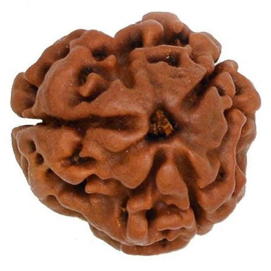 ShivaRatna 3 Mukhi Lab Certified Rudraksha (Origin Nepal) Good Shape & Matured Bead