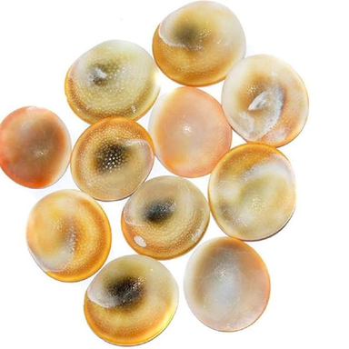 ShivaRatna Natural Very Rare Gomati Chakra - 11 Pcs